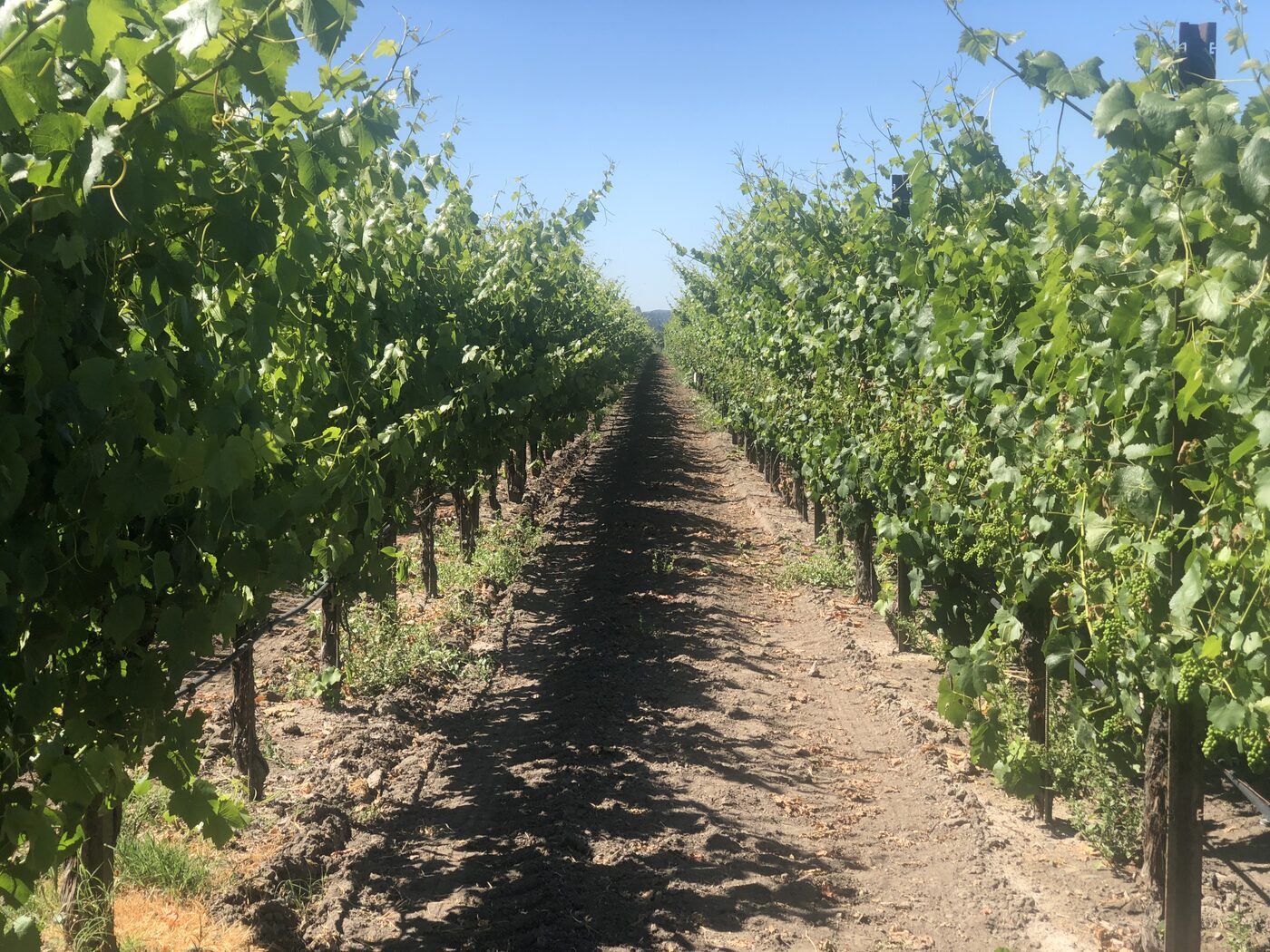Kyli Lensing Wine & Co. moment 9