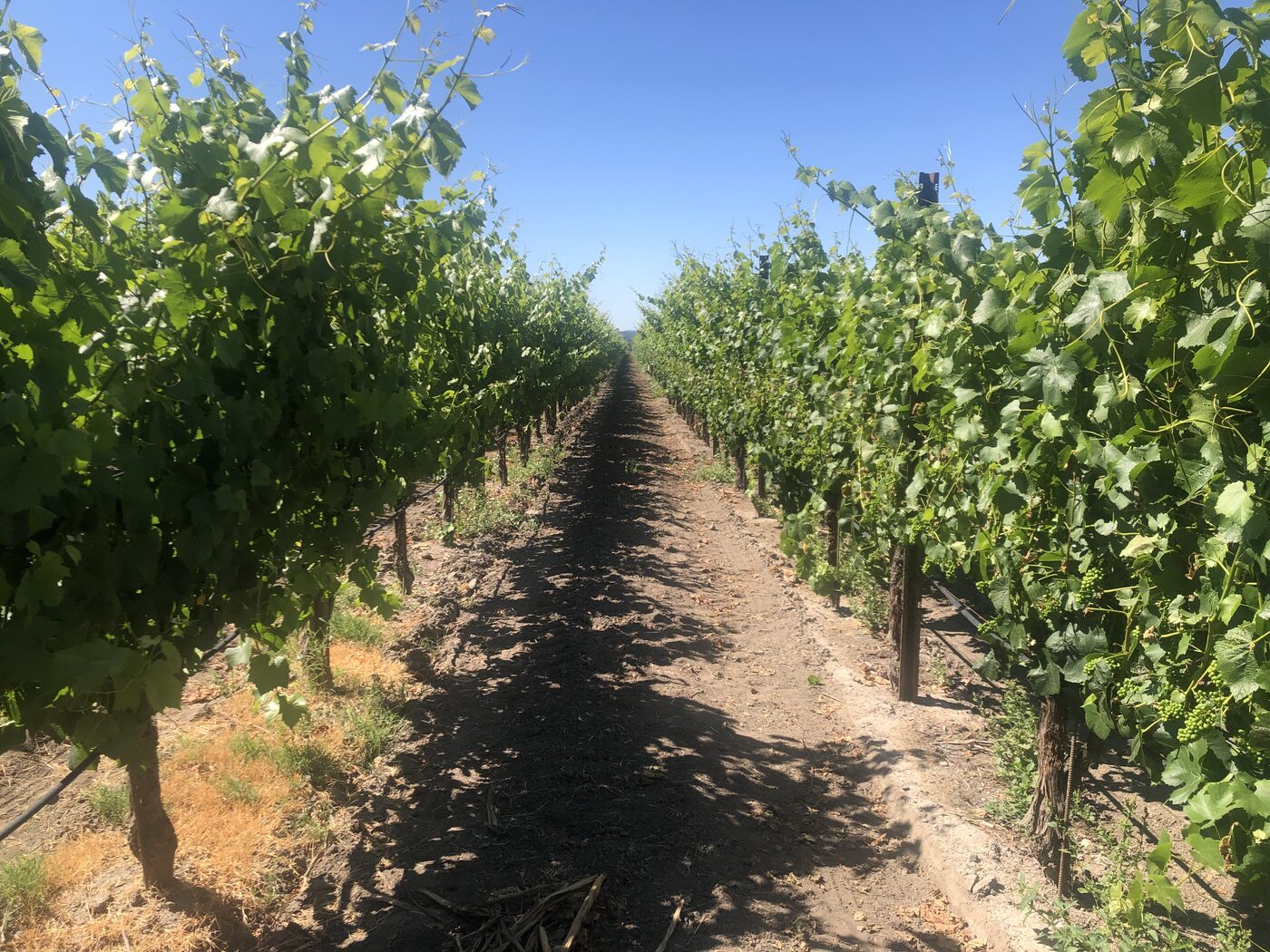 Kyli Lensing Wine & Co. moment 8
